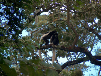 Marmosets in Arusha National Park